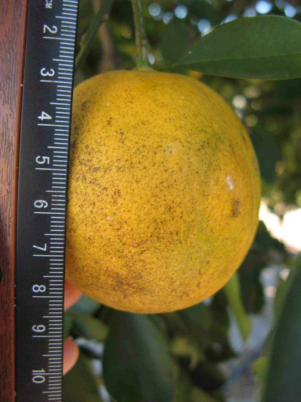              Fruit (Winter Haven, FL)       